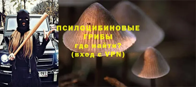 kraken вход  Заозёрный  Псилоцибиновые грибы Psilocybine cubensis 